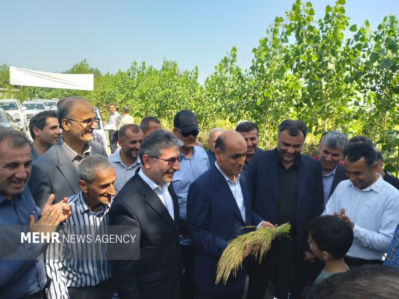 نخستین برداشت مکانیزه برنج سال جاری در صومعهسرا آغاز شد نخستین برداشت مکانیزه برنج سال جاری در صومعهسرا آغاز شد