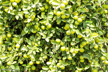 پایان دغدغه دیرینه کشاورزان دشت پلنگ؛ ورود محصول باکیفیت‌تر به بازار