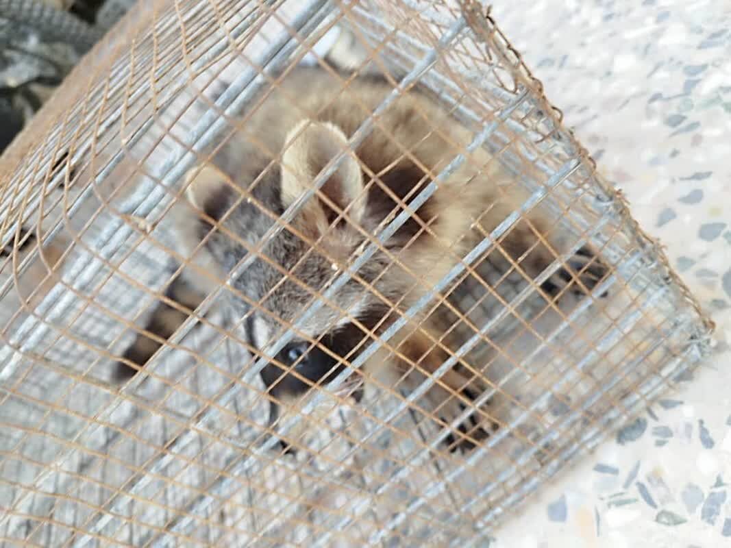 مهمان ناخوانده طبیعت شهرستان گناوه به باغ وحش دزفول تحویل داده شد