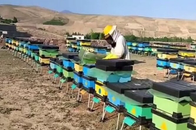 خرید و توزیع کندوی مدرن بین زنبورداران استان بوشهر