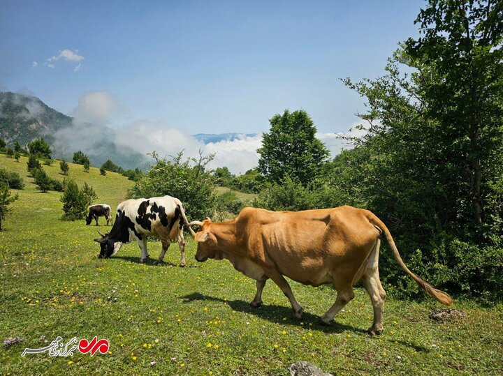 تهدید دریاسر با گردشگران بی مسئولیت!