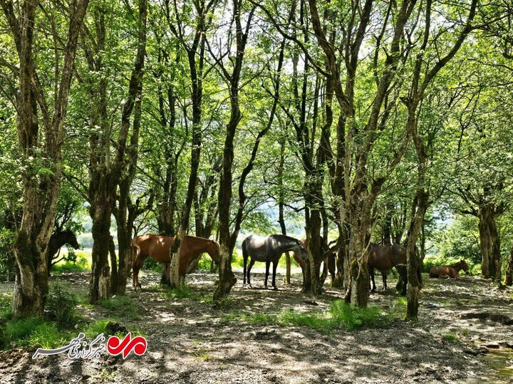 تهدید دریاسر با گردشگران بی مسئولیت!