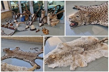 کشف و ضبط ۲۱ تاکسیدرمی حیوانات وحشی در تهران