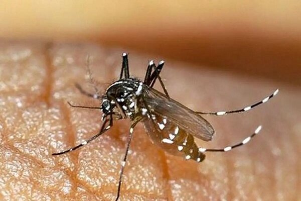 ابتلای ۶۶ تَن به بیماری تب دنگی در هرمزگان ابتلای ۶۶ تَن به بیماری تب دنگی در هرمزگان