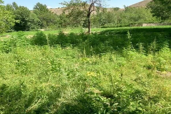 کشف مزرعه کشت غیرمجاز شاهدانه در شوراب صغیر