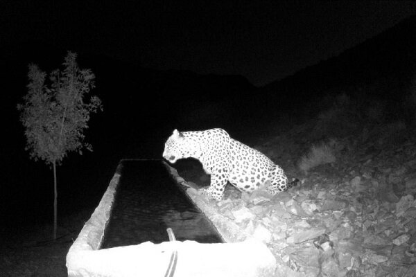 پلنگ شناسایی شده کوه سفید «دماوند» نام گرفت