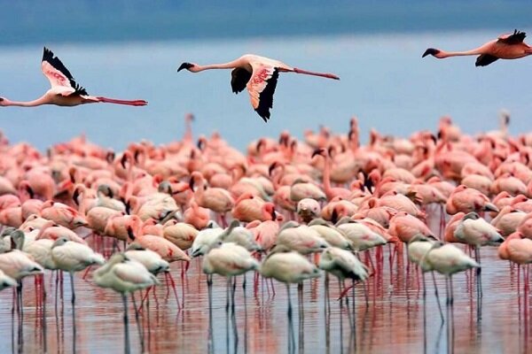 Renkler diyarına yolculuk; Şiraz’ın eşsiz incisi Kızıl Maharlu Gölü
