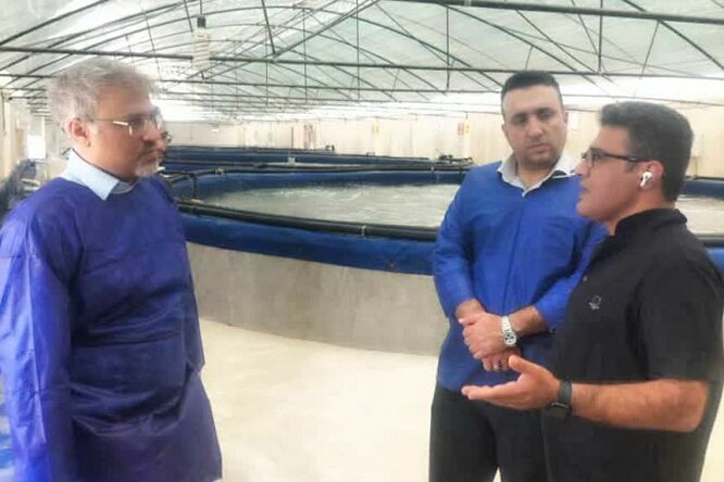 کاهش هزینهها و ریسکهای پرورش میگو در بوشهر کاهش هزینهها و ریسکهای پرورش میگو در بوشهر