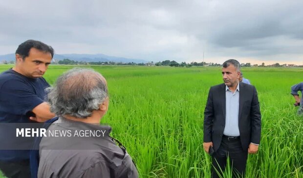 فرماندار تالش: کوتاهی در امور کشاورزی شهرستان پذیرفتنی نیست