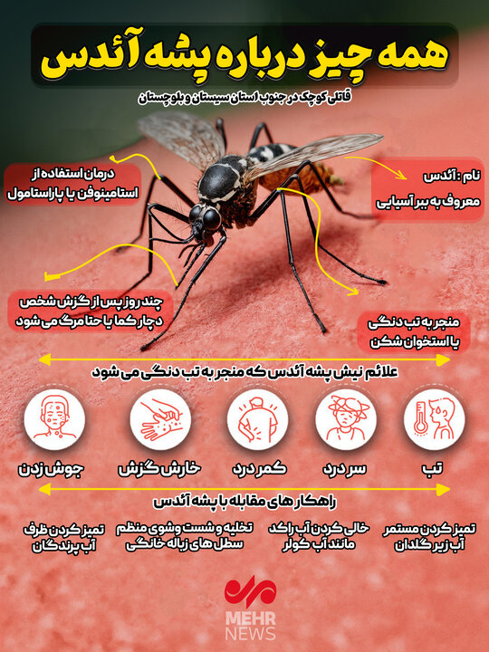 اینفوگرافیک| همه چیز درباره پشه آئدس در یک نگاه