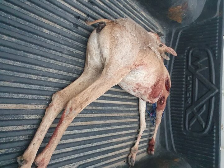 دستگیری شکارچی غیر مجاز در مهدیشهر؛ یک رأس میش وحشی شکار شد