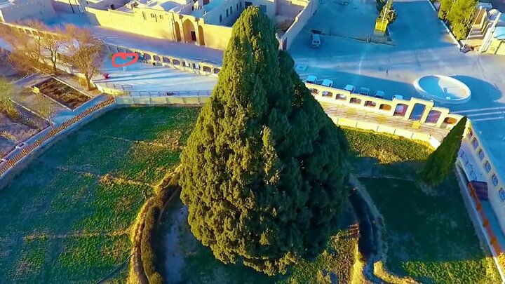 محصورتر شدن سرو ابرکوه با ساخت اتاق نگهبانی در عرصه + فیلم