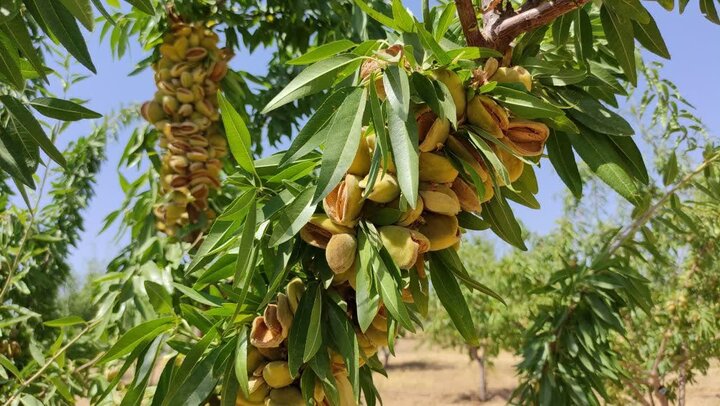 «بادام مامایی» گنجی در دل کوهستان