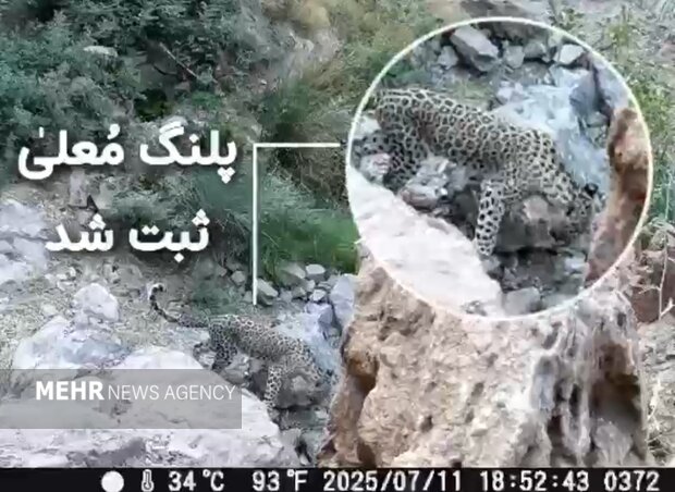 ثبت تصویر پلنگ ایرانی در کوه مُعلی نائین با دوربینهای تلهای ثبت تصویر پلنگ ایرانی در کوه مُعلی نائین با دوربینهای تلهای