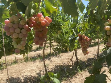 سرشاخه کاری در ۲.۵ هکتار تاکستان‌های شاهرود انجام شد