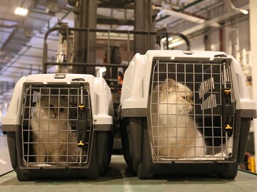 سازمان توسعه تجارت: خبر واردات حیوانات خانگی کذب است