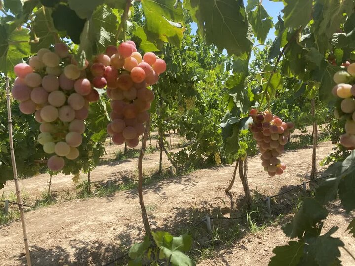 یاسوکند میزبان پنجمین جشنواره انگور میشود یاسوکند میزبان پنجمین جشنواره انگور میشود