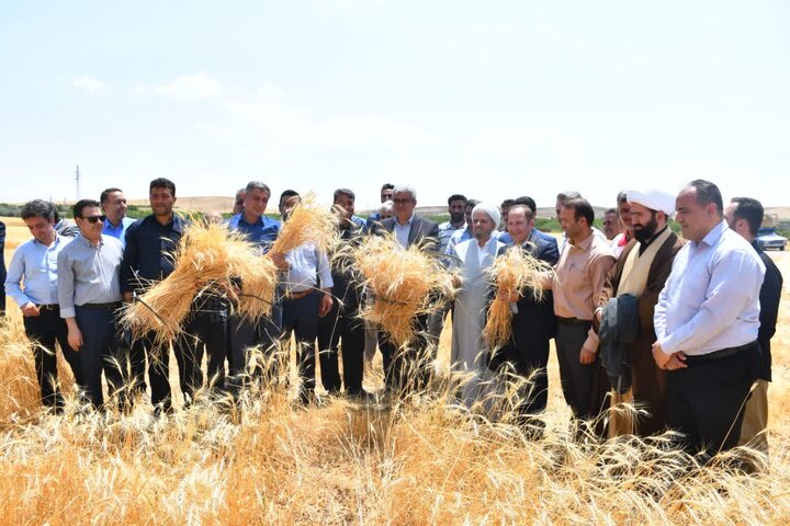 جشن برداشت گندم در مراغه با حضور مسئولان و کشاورزان نمونه