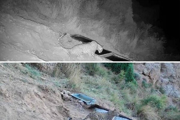 تصویربرداری از یک قلاده پلنگ در ارتفاعات فیروزکوه