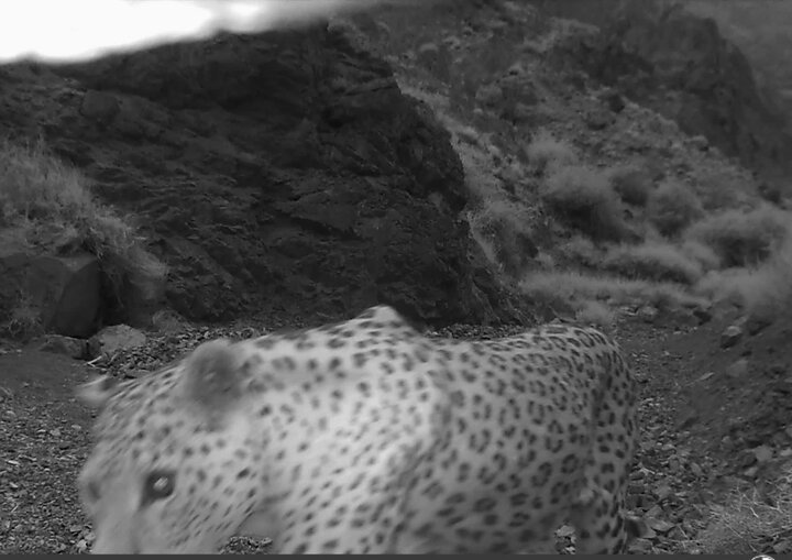 پلنگ کرکس در قاب دوربین محیطبانان نطنز