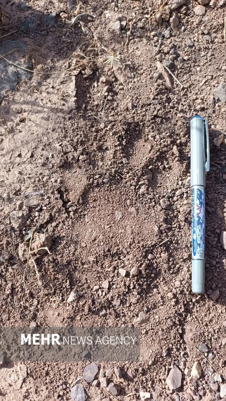 پلنگ کرکس در قاب دوربین محیطبانان نطنز