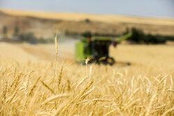 قیمت گندم جهانی امروز پنجشنبه اول آبان ۱۴۰۴