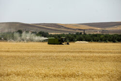 مرحله نخست پرداخت غرامت گندم‌کاران با واریز ۱۱۰۰ میلیارد تومان آغاز شد