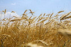 نوروزی: ۹۵ درصد مطالبات گندم‌کاران پرداخت شد