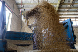 باند ۶ نفره سرقت از قطار حامل غلات در الوار گرمسیری دستگیر شدند