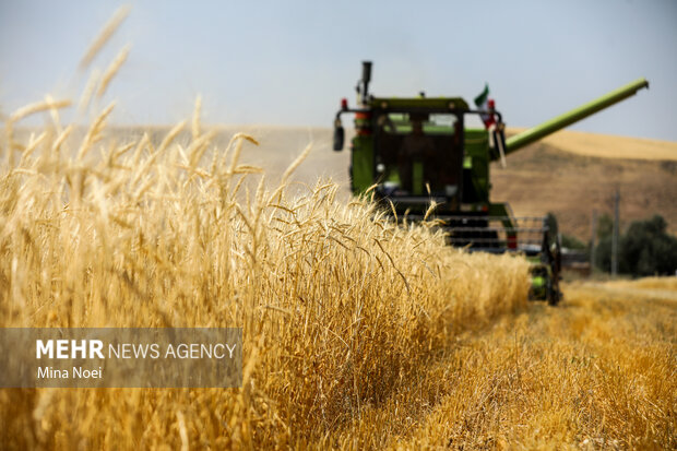 شفافسازی قیمت گندم و پرداخت مطالبات کشاورزان گلستانی، مطالبه جدی است