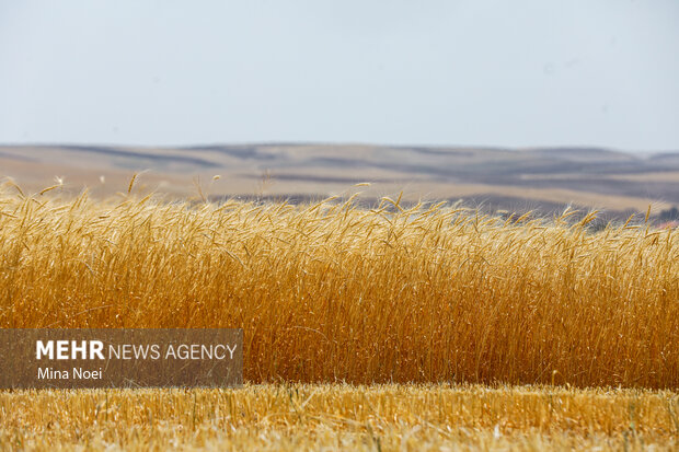 خرید ۲۲۵ هزار تُن گندم در آذربایجان شرقی؛ خوشه طلایی به بار نشست