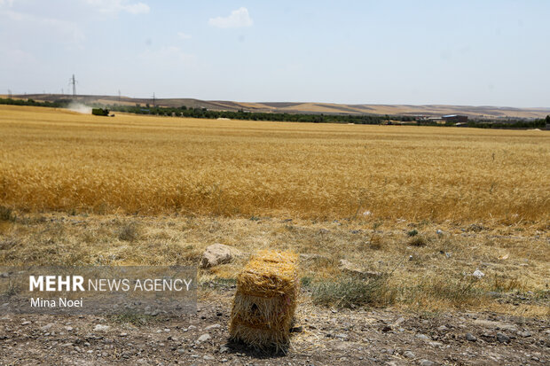 طلوع خوشههای طلایی در مازندران