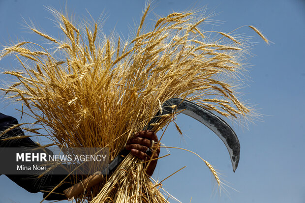 شهرستان بردسیر میزبان نخستین جشنواره گندم می شود