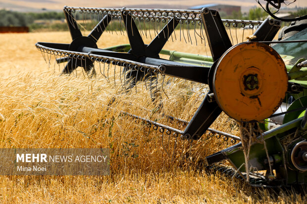 خرید ۲۲۵ هزار تُن گندم در آذربایجان شرقی؛ خوشه طلایی به بار نشست