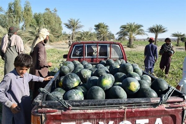 از چیتک سیستان تا پامچال بلوچستان؛ هندوانههایی شیرین در خانه ایرانیان