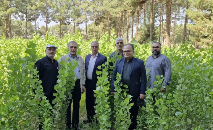 نهالستان شهید عموزاده سمنان 1.7 میلیون نهال تولید کرد