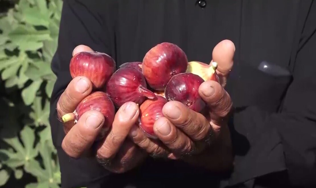 انجیرها رسیدند اما آب نرسید!