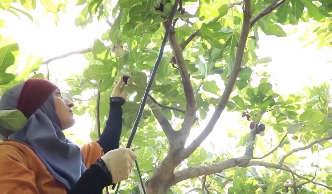 انجیرها رسیدند اما آب نرسید!