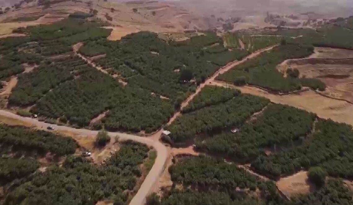 انجیرها رسیدند اما آب نرسید!