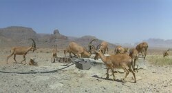 تامین آب و علوفه برای حیات‌وحش اصفهان؛  زیستگاه‌ها در معرض خشکسالی