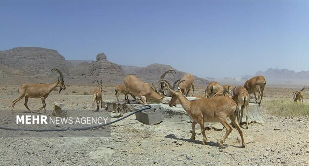 تامین آب و علوفه برای حیاتوحش اصفهان؛ زیستگاهها در معرض خشکسالی