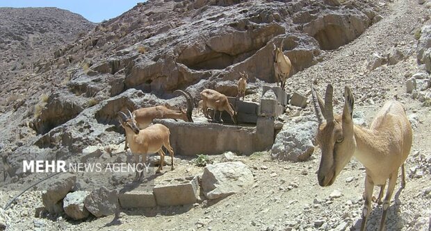 منابع آبی پناهگاه حیاتوحش یخاب با لایروبی چشمهها تقویت میشود