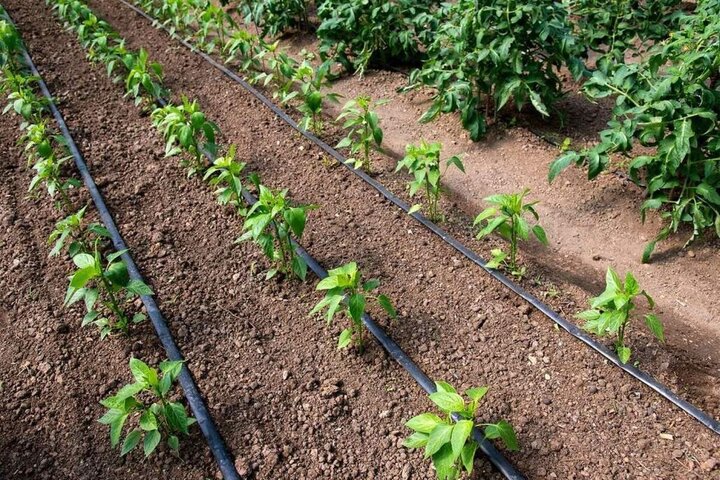 پیشتازی چهارمحال و بختیاری در اجرای سامانههای نوین آبیاری