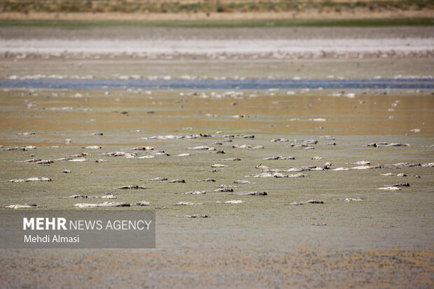«پری» قربانی کشاورزی غیراصولی؛ تبعات برداشت بی رویه آب