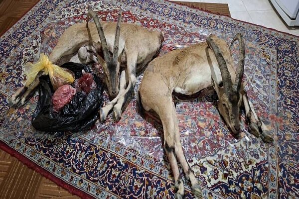 دستگیری شکارچیان غیرمجاز در فیروزکوه با کشف لاشه دو کل وحشی
