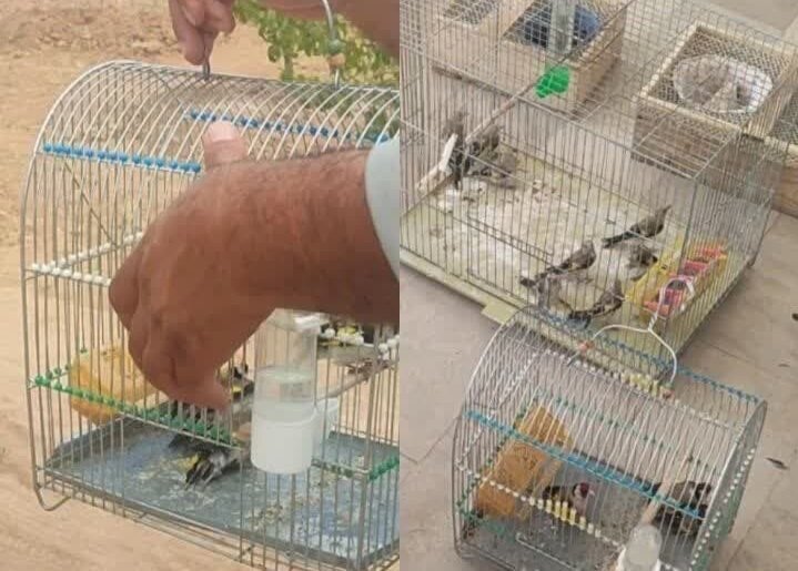 کشف مغازههای غیرمجاز فروش سهره طلایی؛ ۴۰ پرنده آزاد شدند!