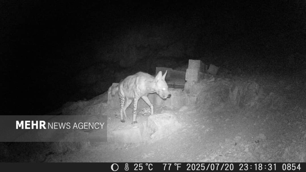 تامین آب و علوفه برای حیاتوحش اصفهان؛ زیستگاهها زیرتیغ خشکسالی است