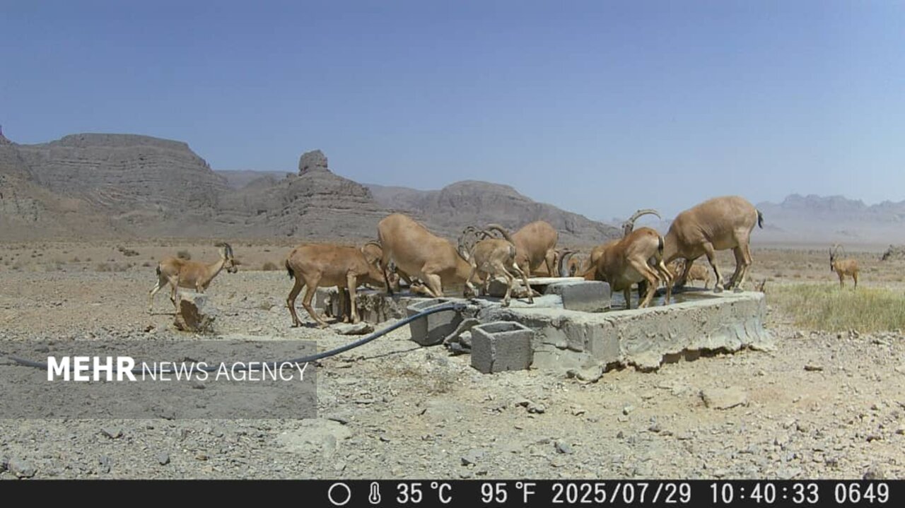تامین آب و علوفه برای حیاتوحش اصفهان؛ زیستگاهها زیرتیغ خشکسالی است