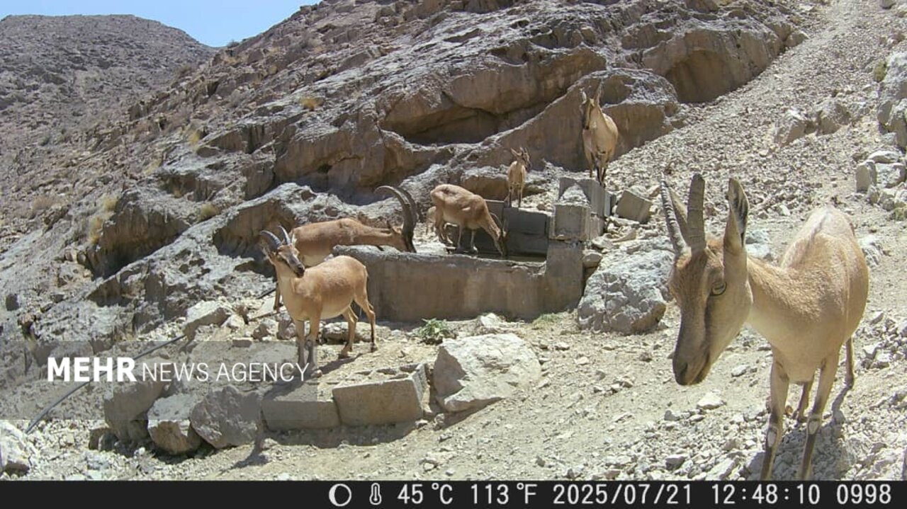 تامین آب و علوفه برای حیاتوحش اصفهان؛ زیستگاهها زیرتیغ خشکسالی است
