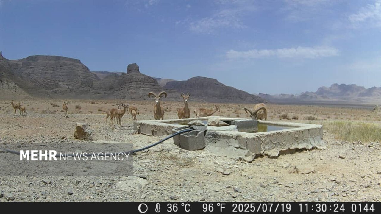 تامین آب و علوفه برای حیاتوحش اصفهان؛ زیستگاهها زیرتیغ خشکسالی است